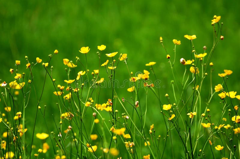 Blooming alpine flowers royalty free stock image