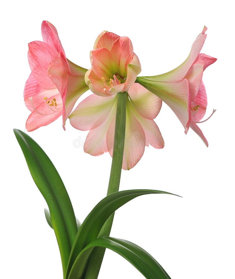 Blooming amaryllis