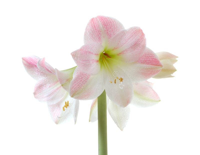 Blooming amaryllis