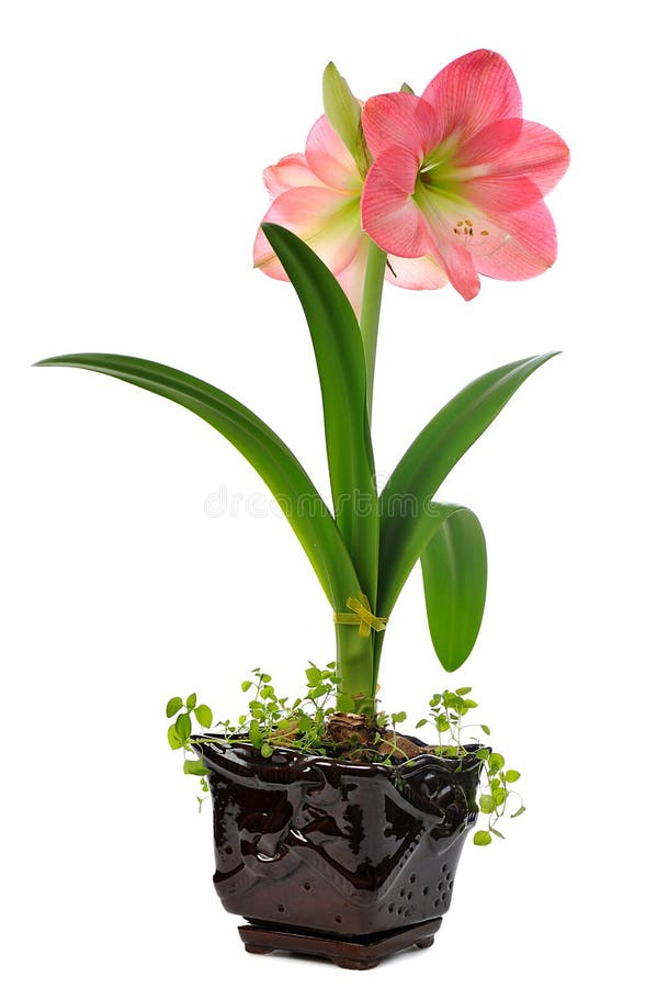 Blooming amaryllis