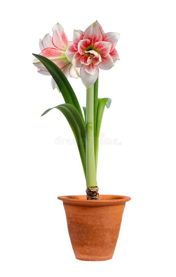 Blooming amaryllis