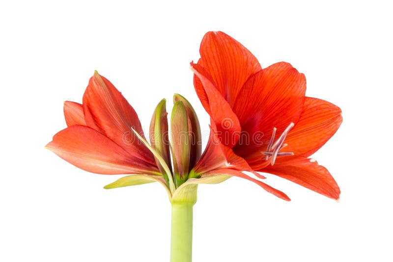 Blooming Amaryllis A White Background Amaryllis Starting To Bloom Stock Image Image Of