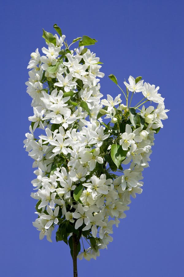 Blooming apple stock photo