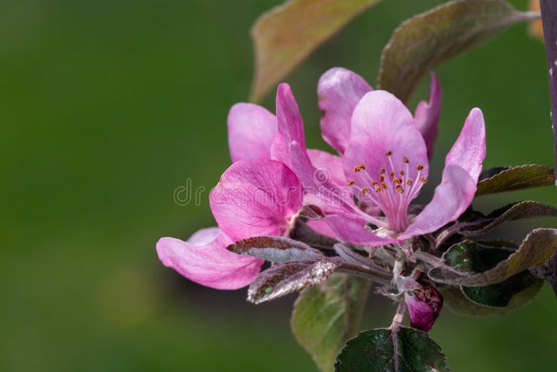 Blooming Apple Isolated on White Background Stock Image Image of