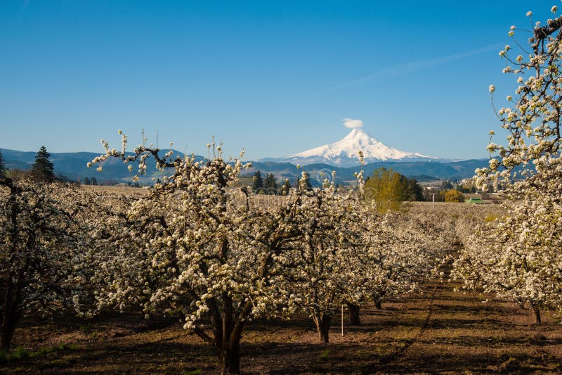 Blooming Apple Orchards in the Hood River Valley, Oregon Stock Image
