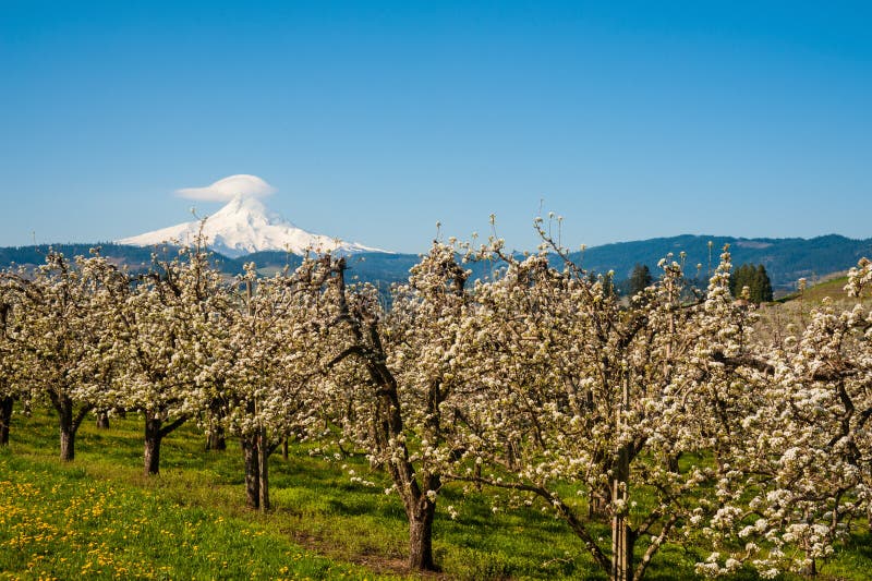 Blooming apple orchards in the Hood River Valley, Oregon royalty free stock images