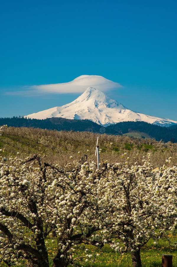 Blooming Apple Orchards in the Hood River Valley, Oregon Stock Photo