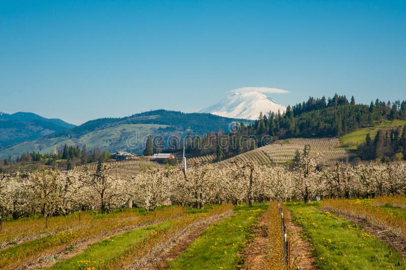 Blooming apple orchards in the Hood River Valley, Oregon royalty free stock image