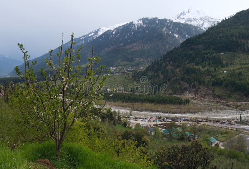 Blooming apple tree stock photos