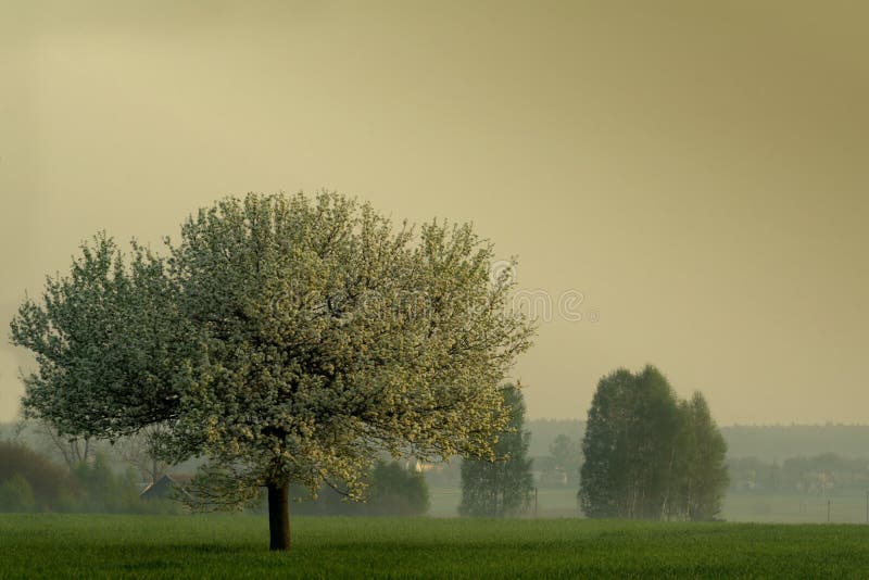 Blooming apple-tree