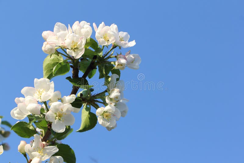 Blooming Apple Tree on a Background of the Blue Sky Stock Image Image