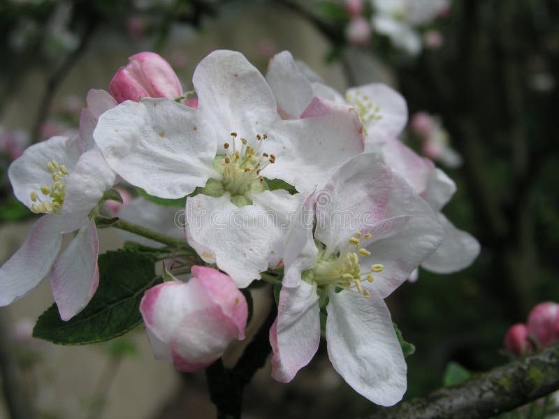 Blooming Apple Tree Beautiful White Blossoms Stock Image Image of