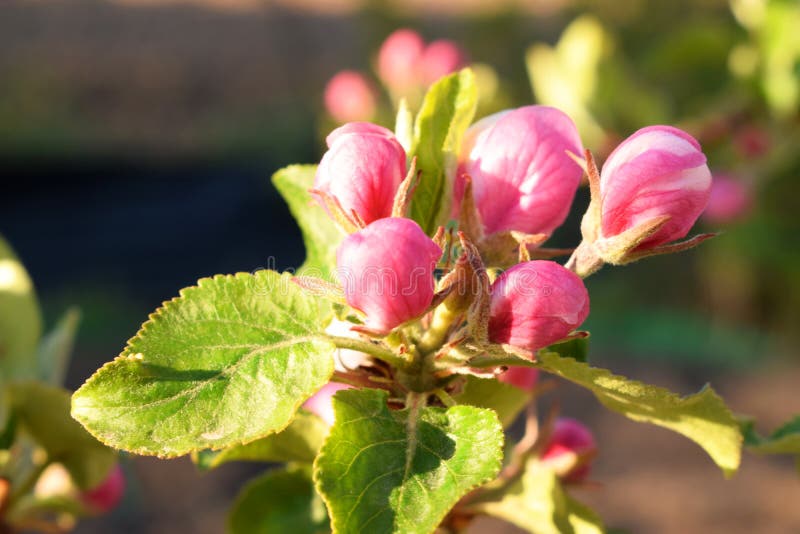 Blooming apple tree stock photo. Image of mahonia, tree 184774174