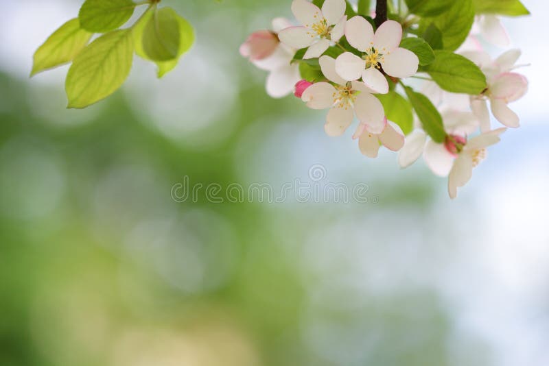Blooming apple tree blossoms with smooth bokeh royalty free stock photos