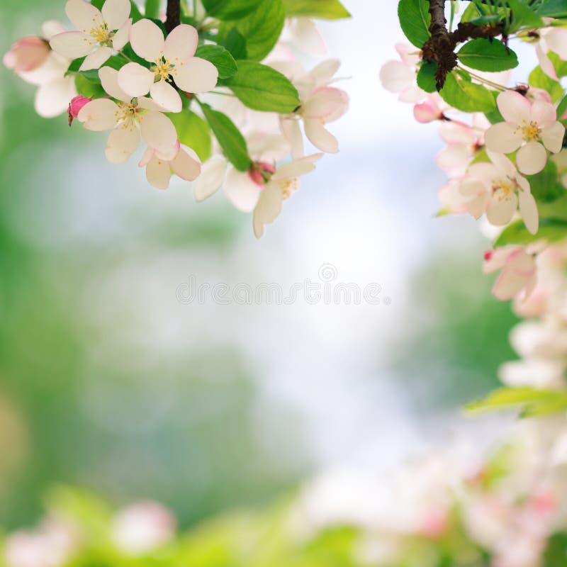 Blooming apple tree blossoms with smooth bokeh royalty free stock images