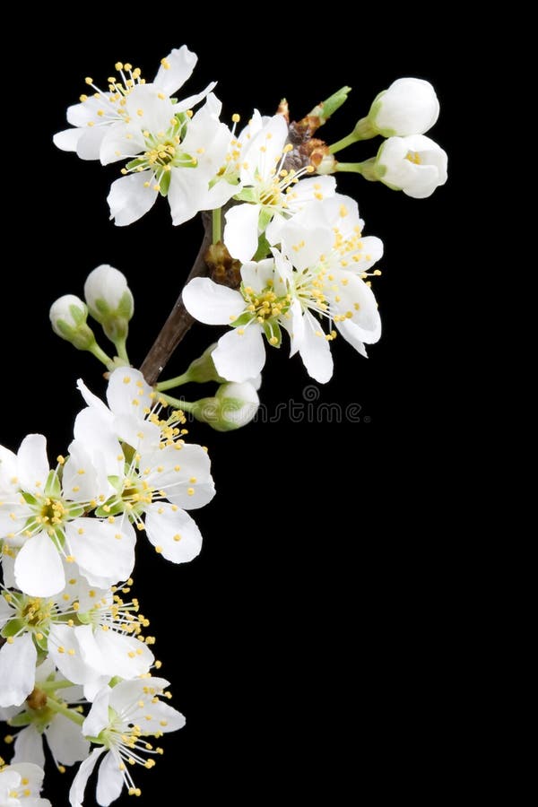 Blooming apple tree branch stock photos