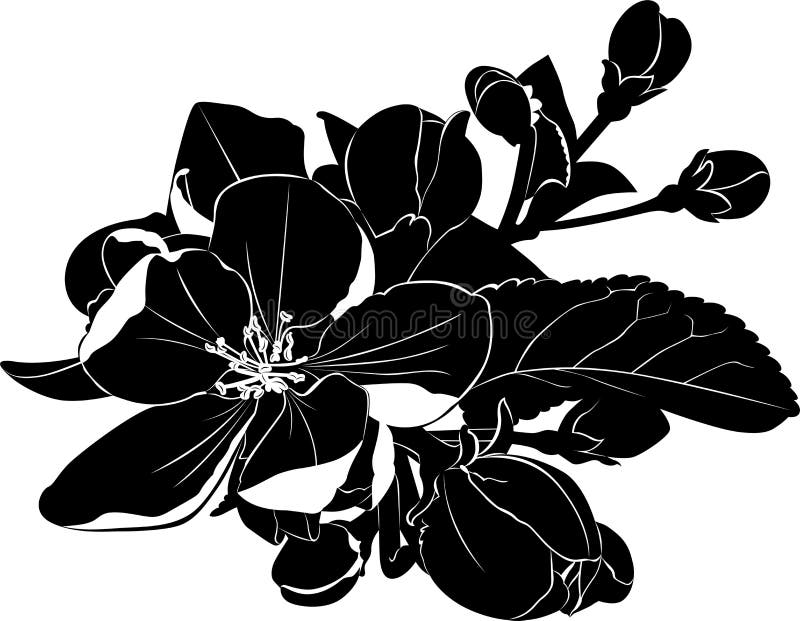 Blooming apple tree branch stock illustration