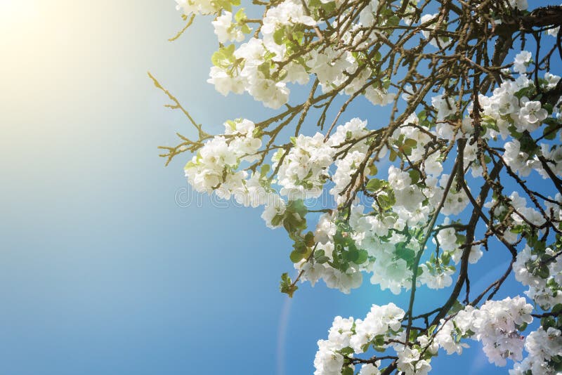 Blooming apple tree branch in spring over blue sky stock photo