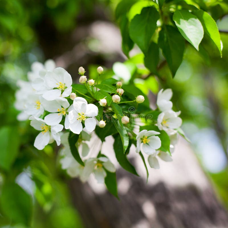 Blooming apple tree branch with white flowers on green leaves blurred bokeh background close up, white cherry blossom bunch macro