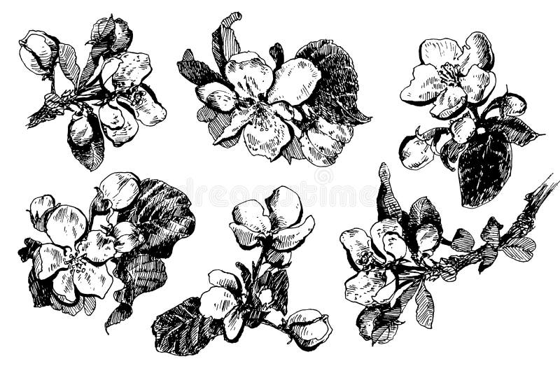 Blooming apple tree brunches royalty free illustration