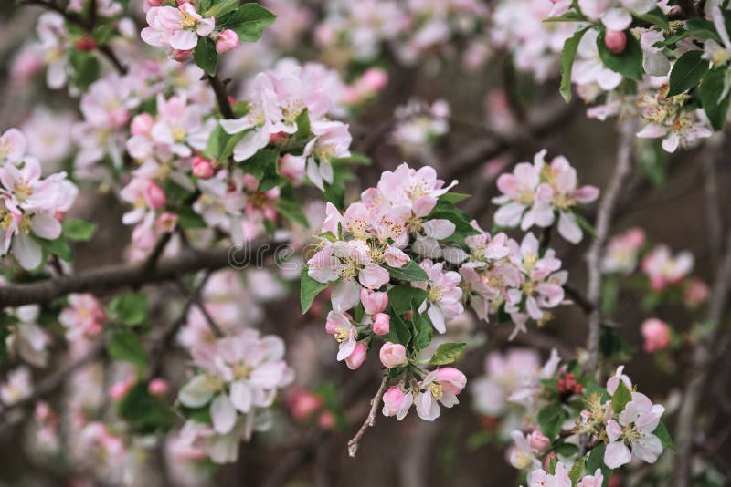 10 430 Japanese Apple Blossom Photos Free Royalty Free Stock Photos From Dreamstime 10 430 Japanese Apple Blossom Photos Free Royalty Free Stock Photos From Dreamstime