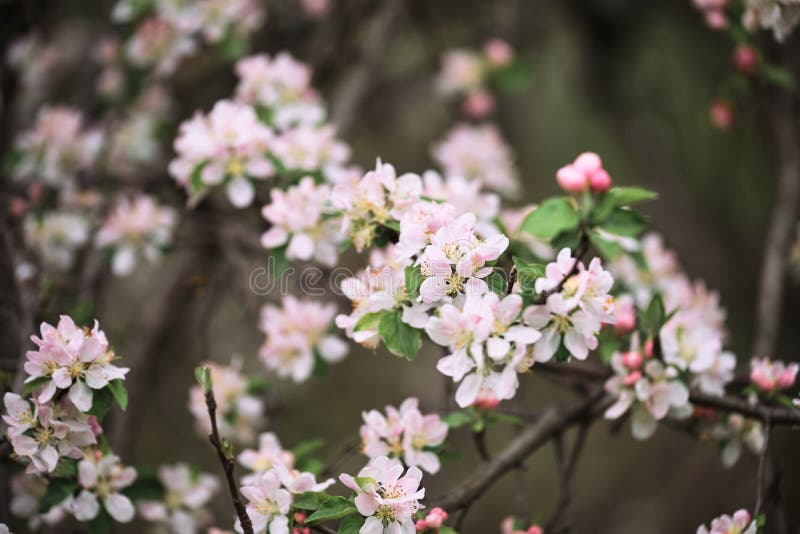 10 430 Japanese Apple Blossom Photos Free Royalty Free Stock Photos From Dreamstime 10 430 Japanese Apple Blossom Photos Free Royalty Free Stock Photos From Dreamstime