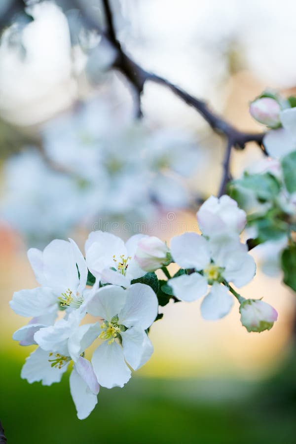 Blooming apple tree stock photo