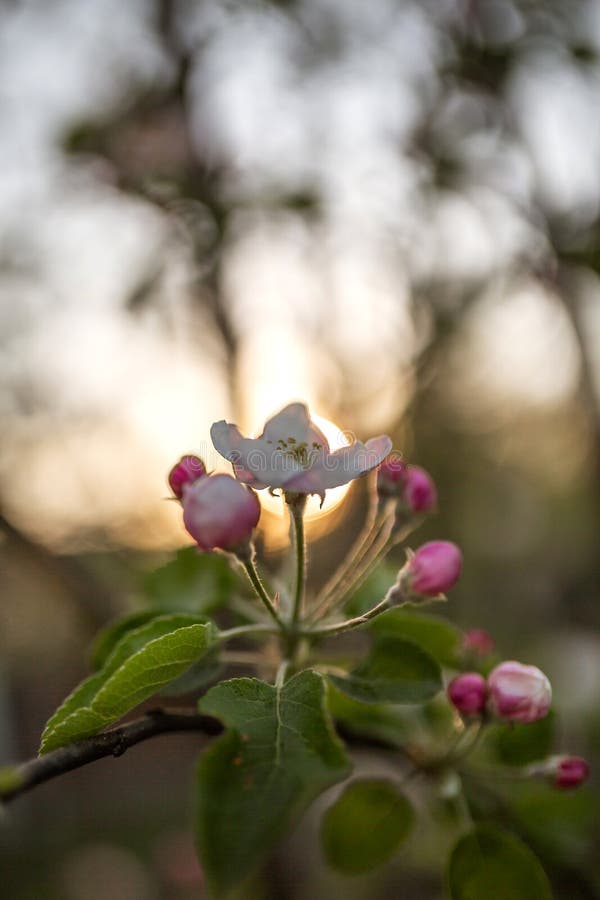 Blooming Apple Tree Flower Pink on Sunset Background Stock Image