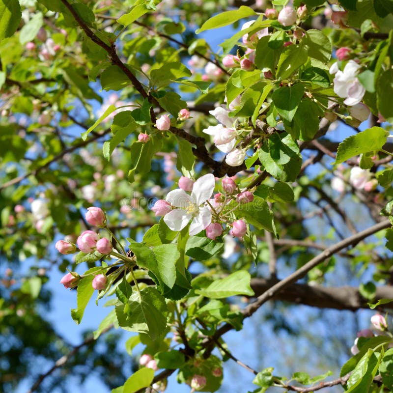 Flower Buds of Apple Tree after the Rain with Water Drops Stock Photo