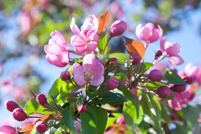 Blooming apple tree flowers royalty free stock image Blooming apple tree flowers royalty free stock image
