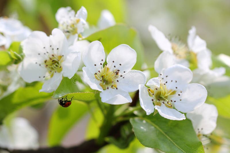 Blooming apple tree in the garden with ladybug on a leaf