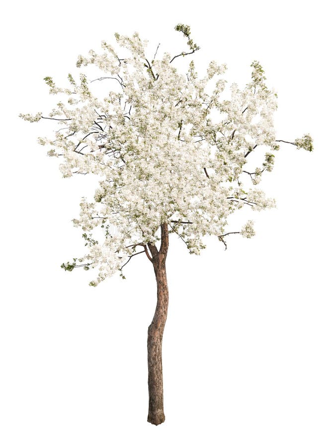 White color isolated blooming apple tree stock images