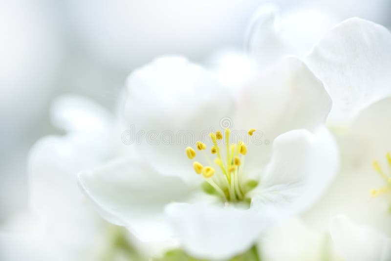 Blooming apple tree stock photography