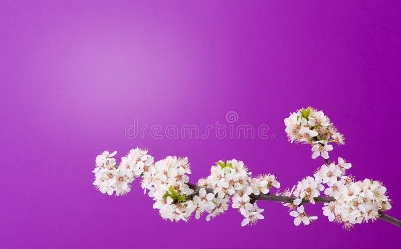 Blooming apple tree on purple stock photography