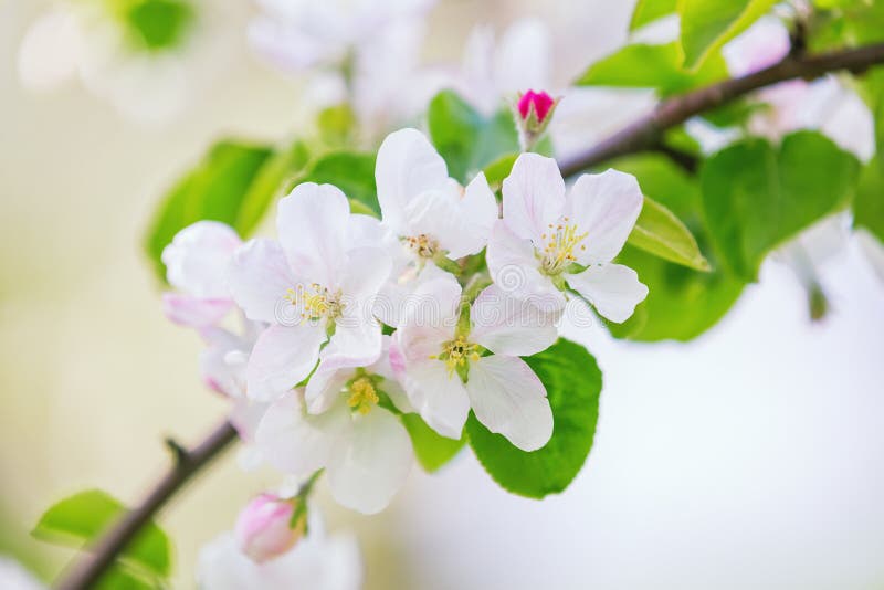 Blooming apple tree royalty free stock photo