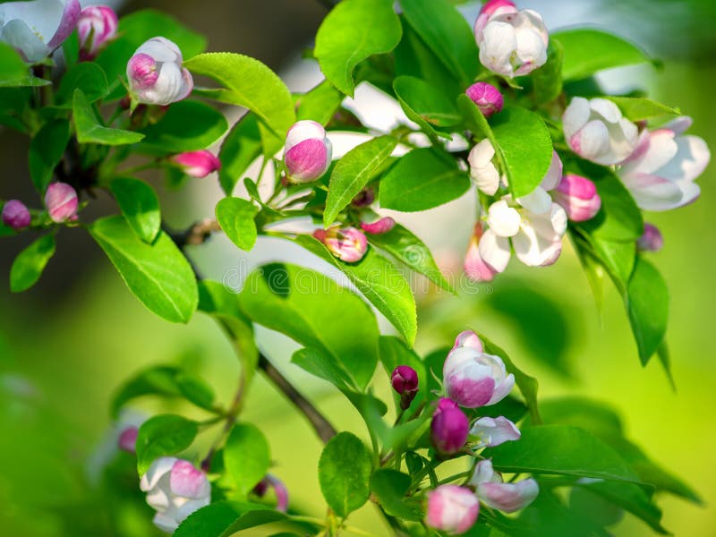 Blooming apple tree stock images