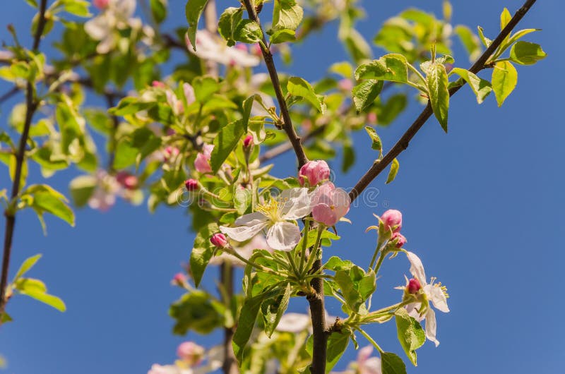 Blooming apple tree in springtime. stock photo
