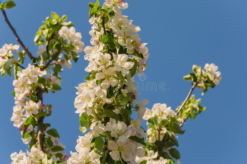 Blooming apple tree in springtime. stock photos