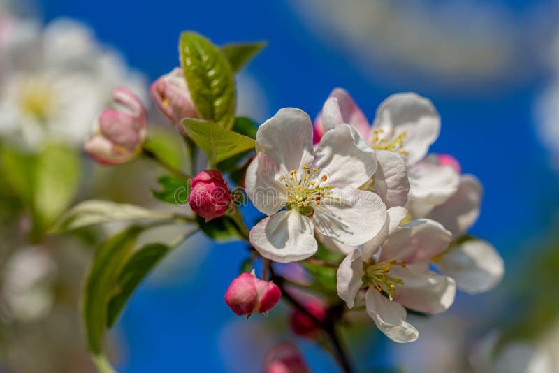 Blooming apple tree in springtime. Sunny day and blue sky. Apple blossoms branch. Beautiful spring flowers in the orchard.