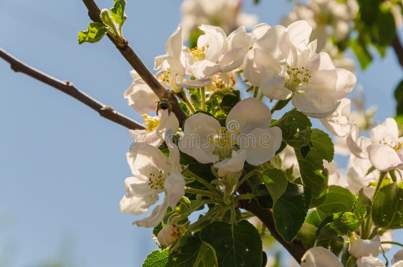 Blooming apple tree in springtime. royalty free stock image