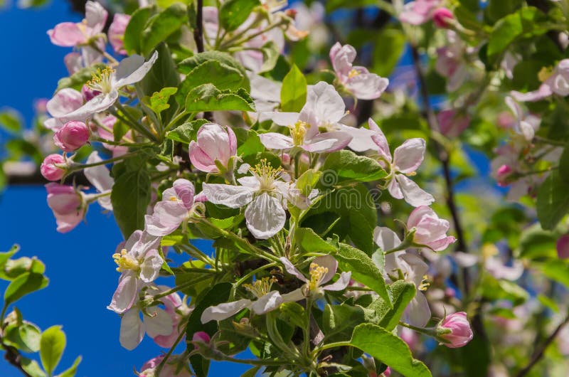 Blooming apple tree in springtime. stock image