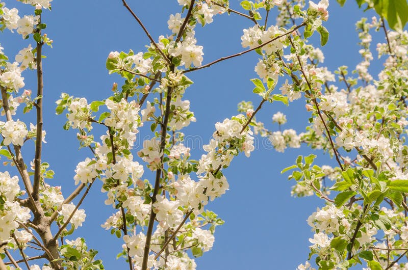 Blooming apple tree in springtime. royalty free stock photography