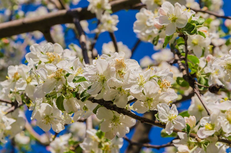 Blooming apple tree in springtime. royalty free stock photo
