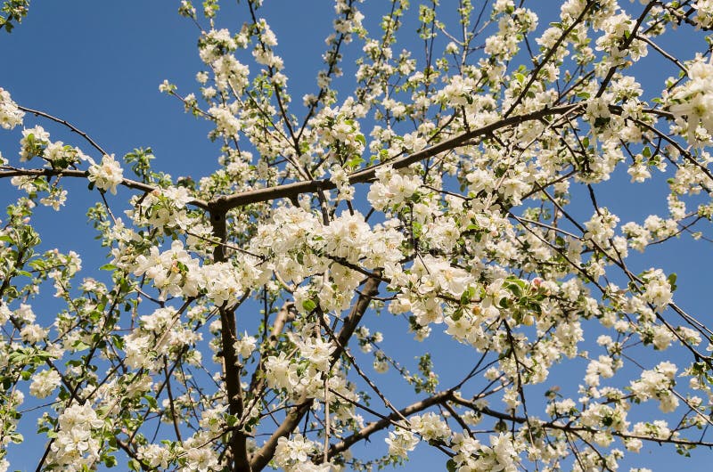Blooming apple tree in springtime. stock photo