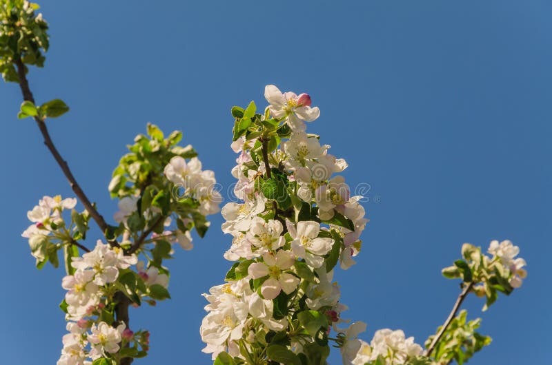 Blooming apple tree in springtime. royalty free stock photo