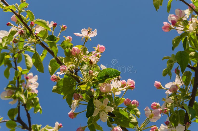 Blooming apple tree in springtime. stock photography