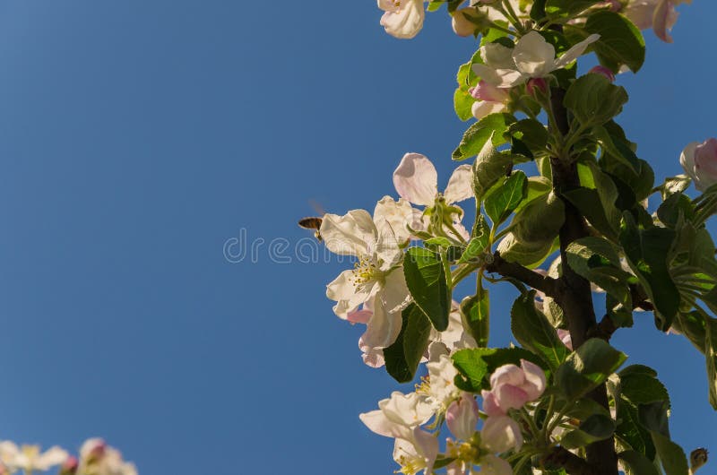 Blooming apple tree in springtime. royalty free stock photos