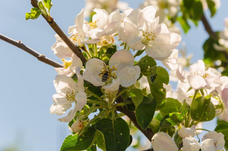 Blooming apple tree in springtime. stock photography