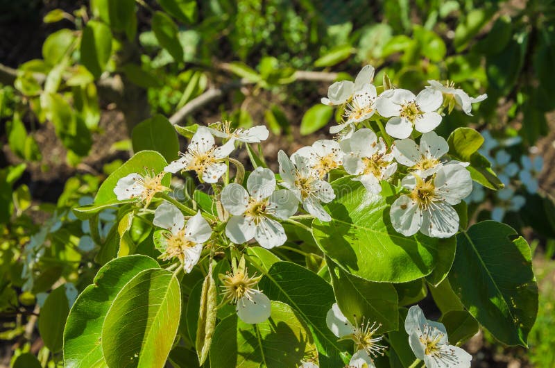 Blooming apple tree in springtime. royalty free stock image
