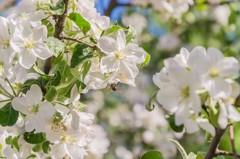 Blooming apple tree in springtime. stock image